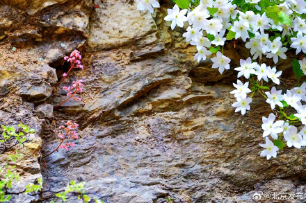 房山惊现“崖壁双绝”!提醒:切勿伸手,人工移栽无法存活 房山惊现“崖壁双绝”!提醒:切勿伸手,人工移栽无法存活