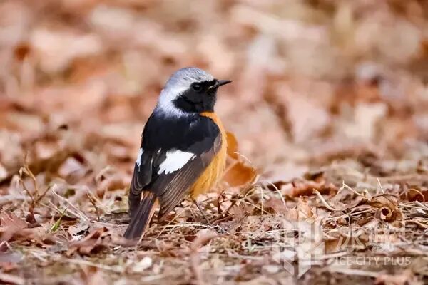 春日冰城藏惊喜！林间高颜值小鸟已“上线”，最佳观赏期别错过