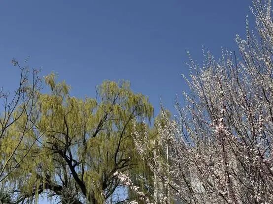 辽宁官宣入春，就在明天！但大部分地区有雨……