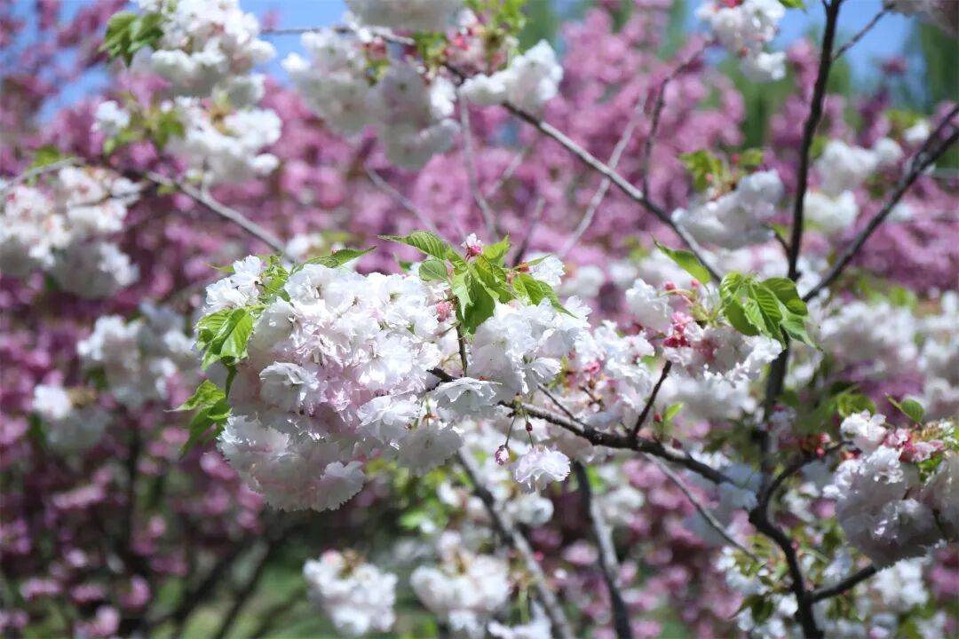 真·北京赏花“顶流”！这里的晚樱终于迎来最佳观赏期！预计持续时间——