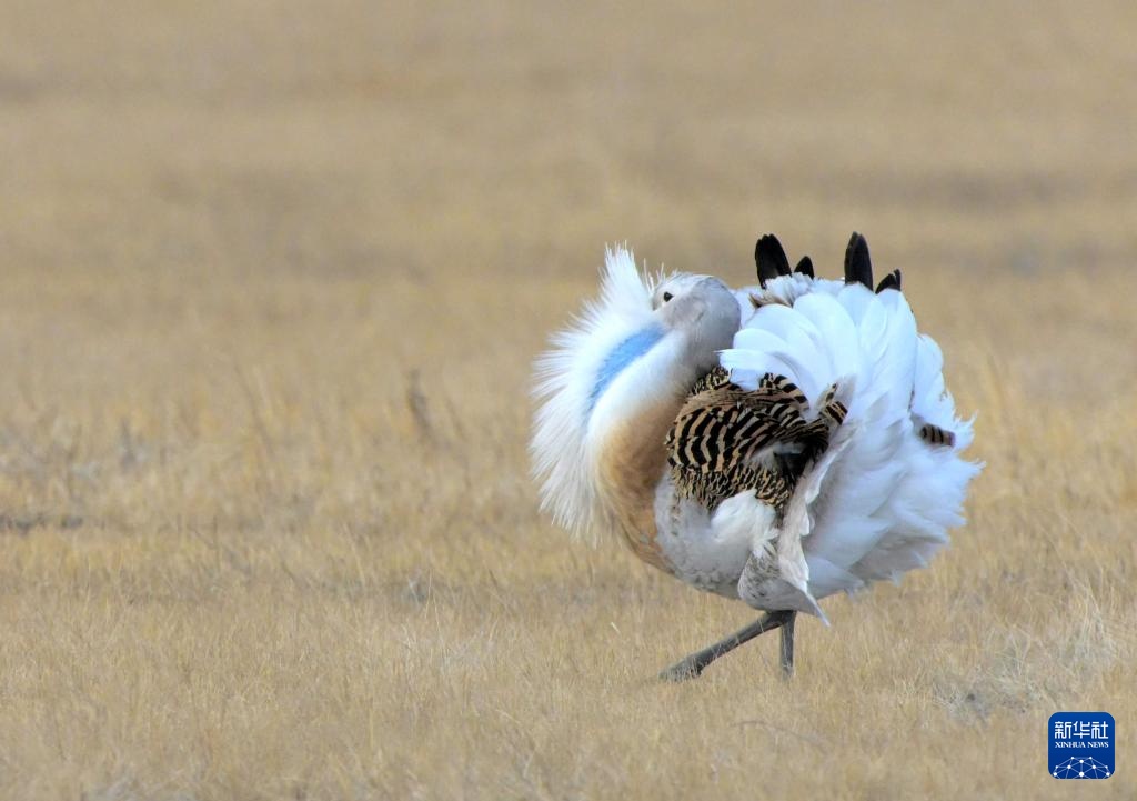 国家一级保护动物大鸨现身黑龙江