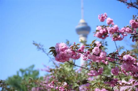 玉渊潭晚樱迎最佳观赏期，将持续至4月中下旬