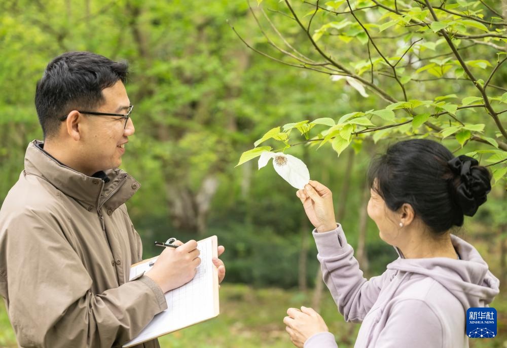 “植物活化石”珙桐在三峡坝区连片绽放