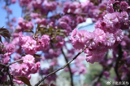 玉渊潭晚樱迎最佳观赏期，将持续至4月中下旬