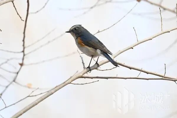 春日冰城藏惊喜！林间高颜值小鸟已“上线”，最佳观赏期别错过