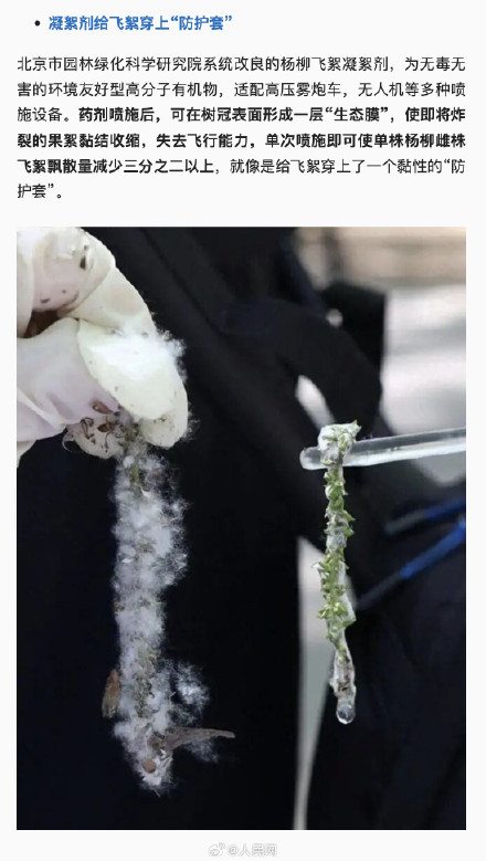 官方回应为啥不能把杨柳树都砍了