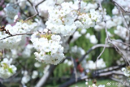 玉渊潭晚樱迎最佳观赏期，将持续至4月中下旬
