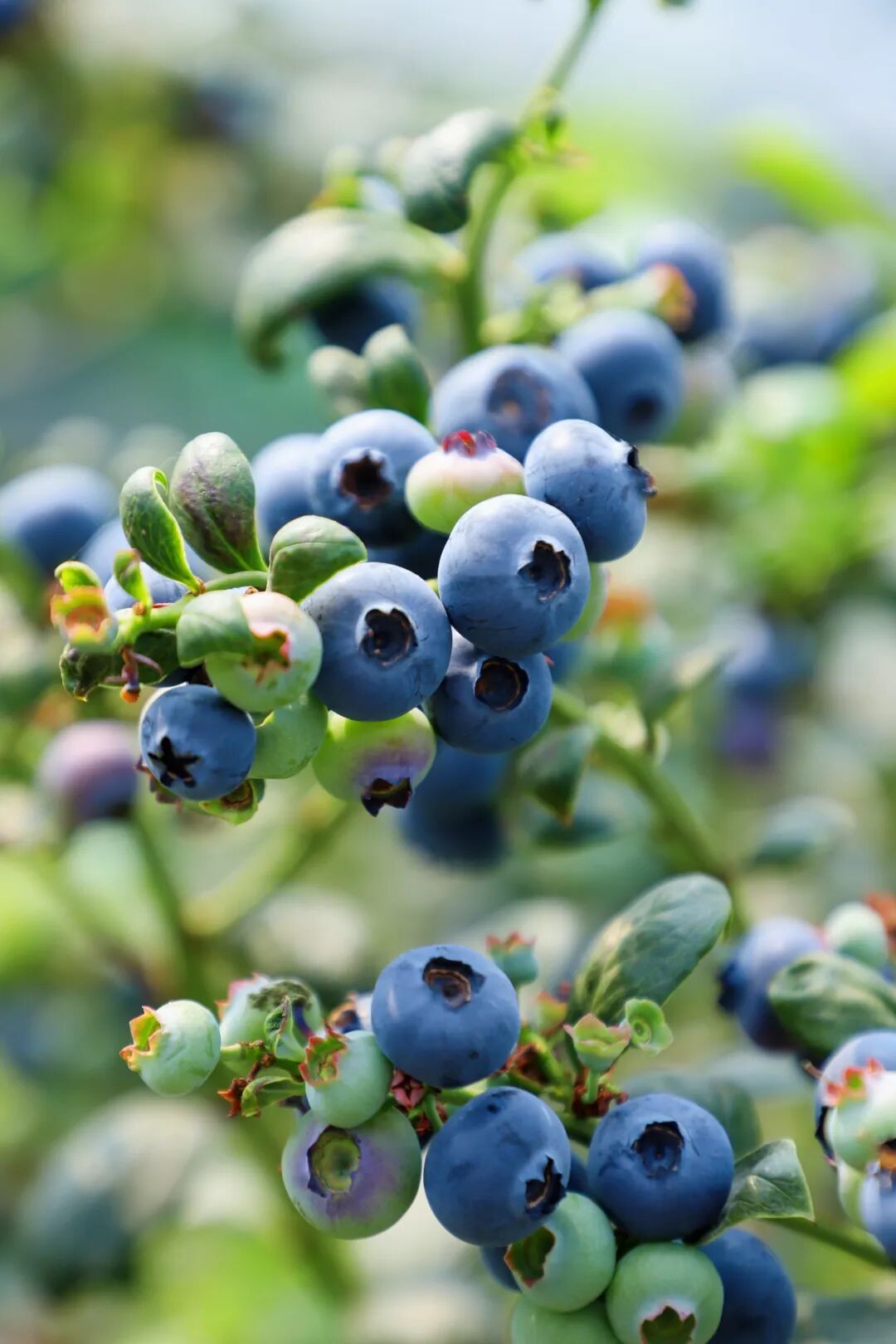 蓝莓价格大跳水 消费提示来了! 蓝莓价格大跳水 消费提示来了!