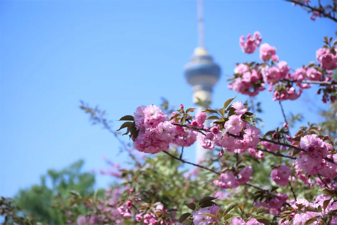 真·北京赏花“顶流”！这里的晚樱终于迎来最佳观赏期！预计持续时间——