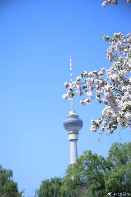 玉渊潭晚樱迎最佳观赏期，将持续至4月中下旬