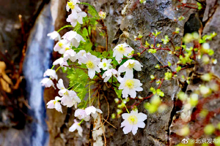 房山惊现“崖壁双绝”!提醒:切勿伸手,人工移栽无法存活 房山惊现“崖壁双绝”!提醒:切勿伸手,人工移栽无法存活