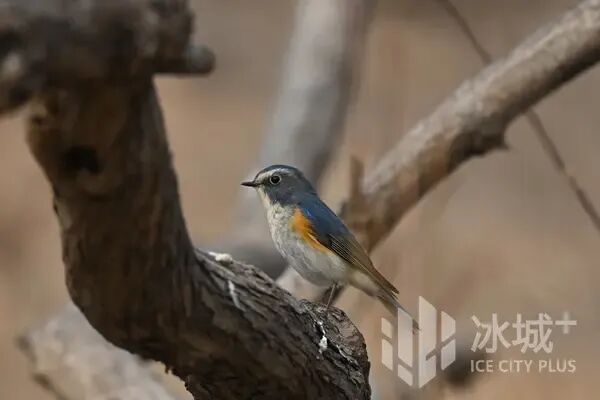 春日冰城藏惊喜！林间高颜值小鸟已“上线”，最佳观赏期别错过