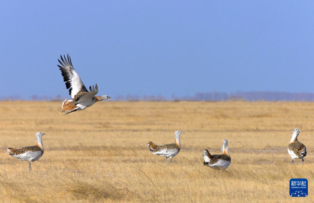国家一级保护动物大鸨现身黑龙江