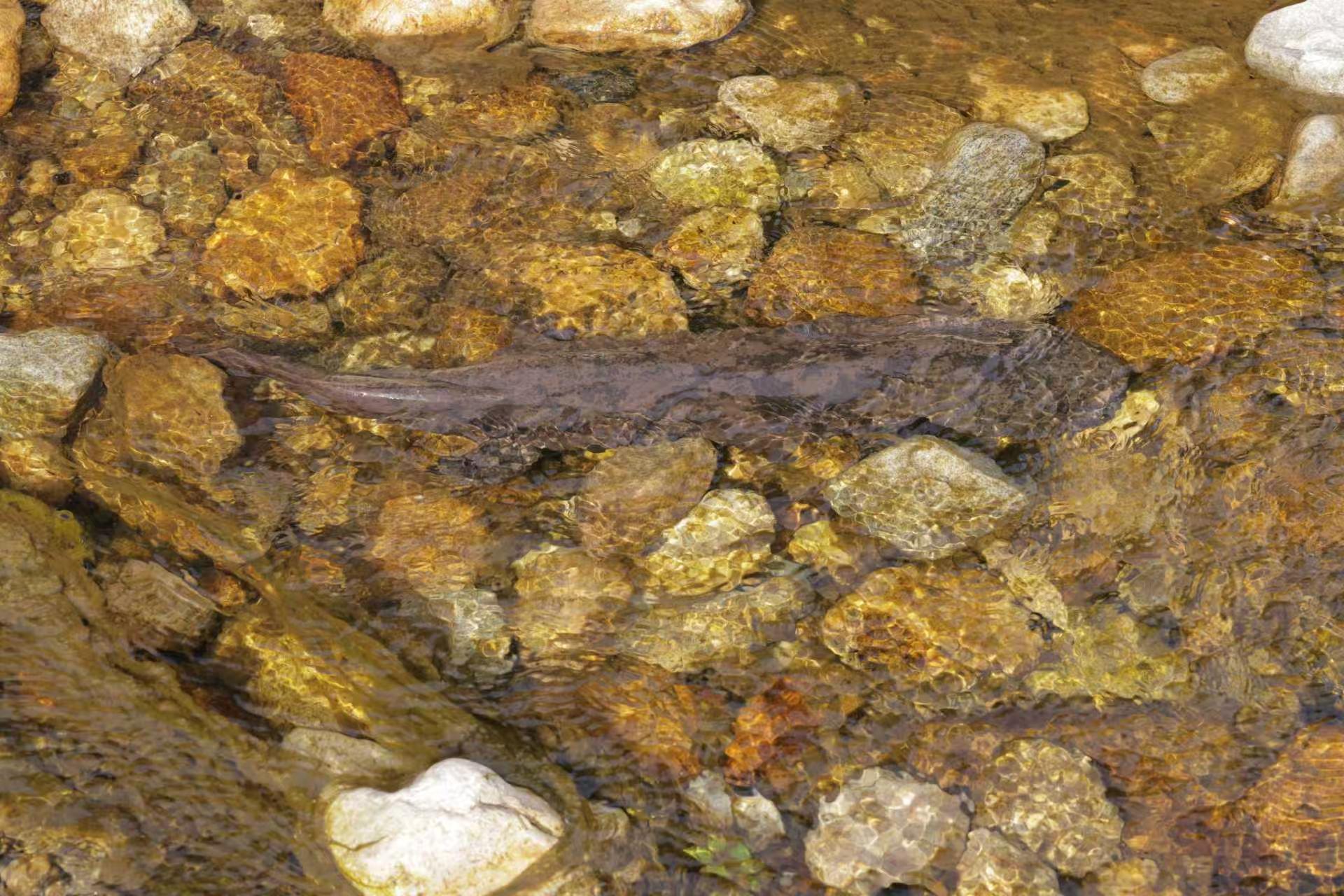 极危“活化石”新发现！安徽岳西发现大鲵新种“鹞落坪大鲵”