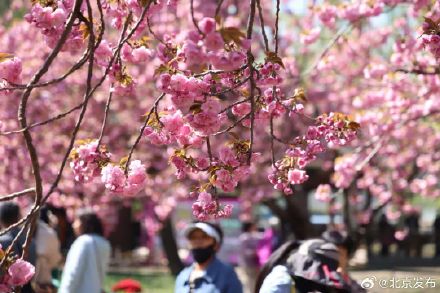 玉渊潭晚樱迎最佳观赏期，将持续至4月中下旬