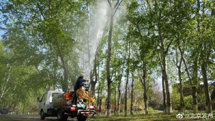 毛白杨飞絮高发期即将到来，北京打出科技防控“组合拳”