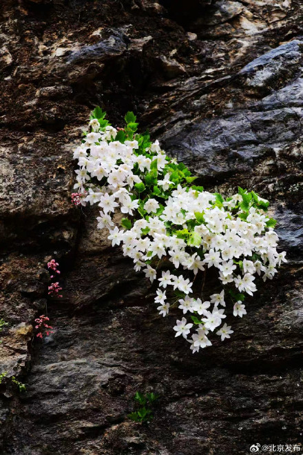 房山惊现“崖壁双绝”!提醒:切勿伸手,人工移栽无法存活 房山惊现“崖壁双绝”!提醒:切勿伸手,人工移栽无法存活