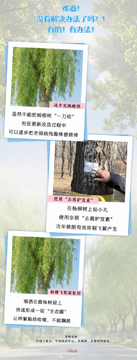 北京街头杨柳絮将持续约50天