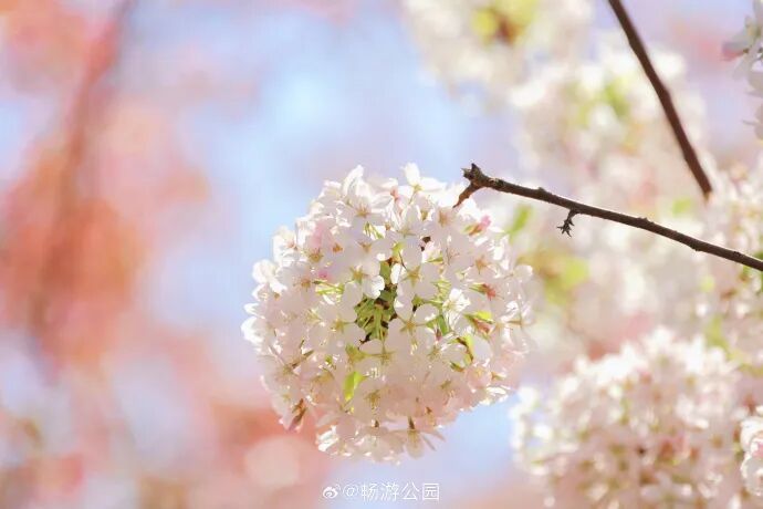 真·北京赏花“顶流”！这里的晚樱终于迎来最佳观赏期！预计持续时间——