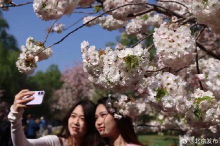 玉渊潭晚樱迎最佳观赏期，将持续至4月中下旬