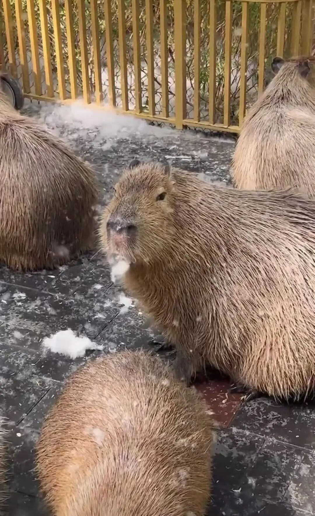 “动物园水豚情绪稳定消灭杨絮”引热议,网友:是否有害身体?多方回应 “动物园水豚情绪稳定消灭杨絮”引热议,网友:是否有害身体?多方回应