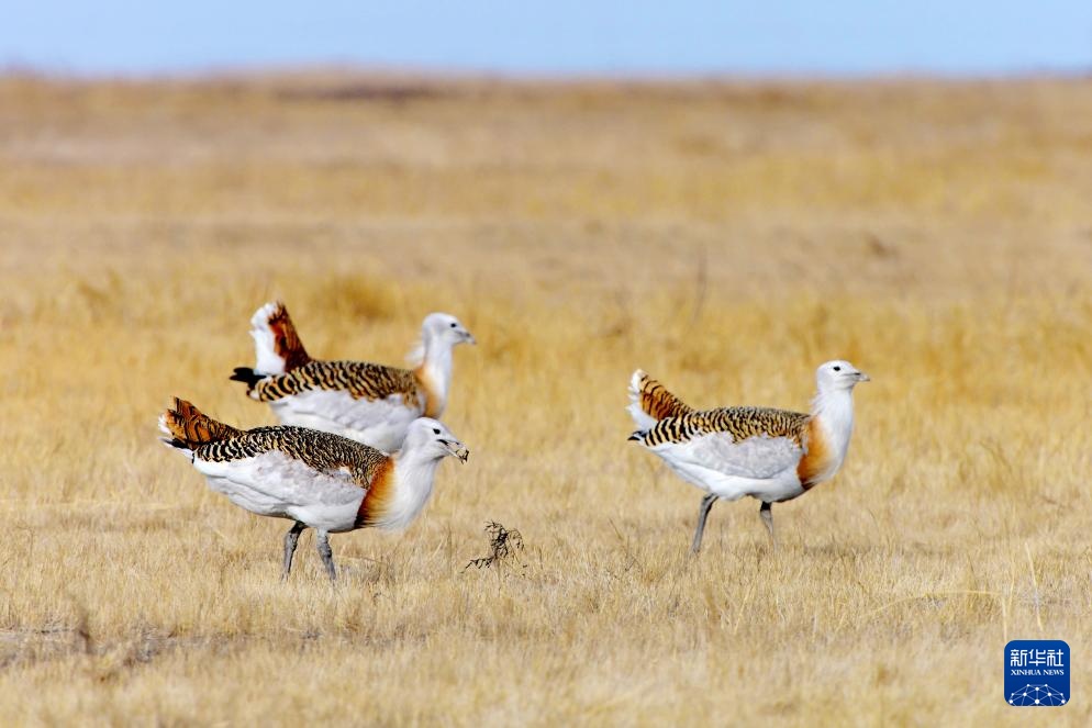 国家一级保护动物大鸨现身黑龙江