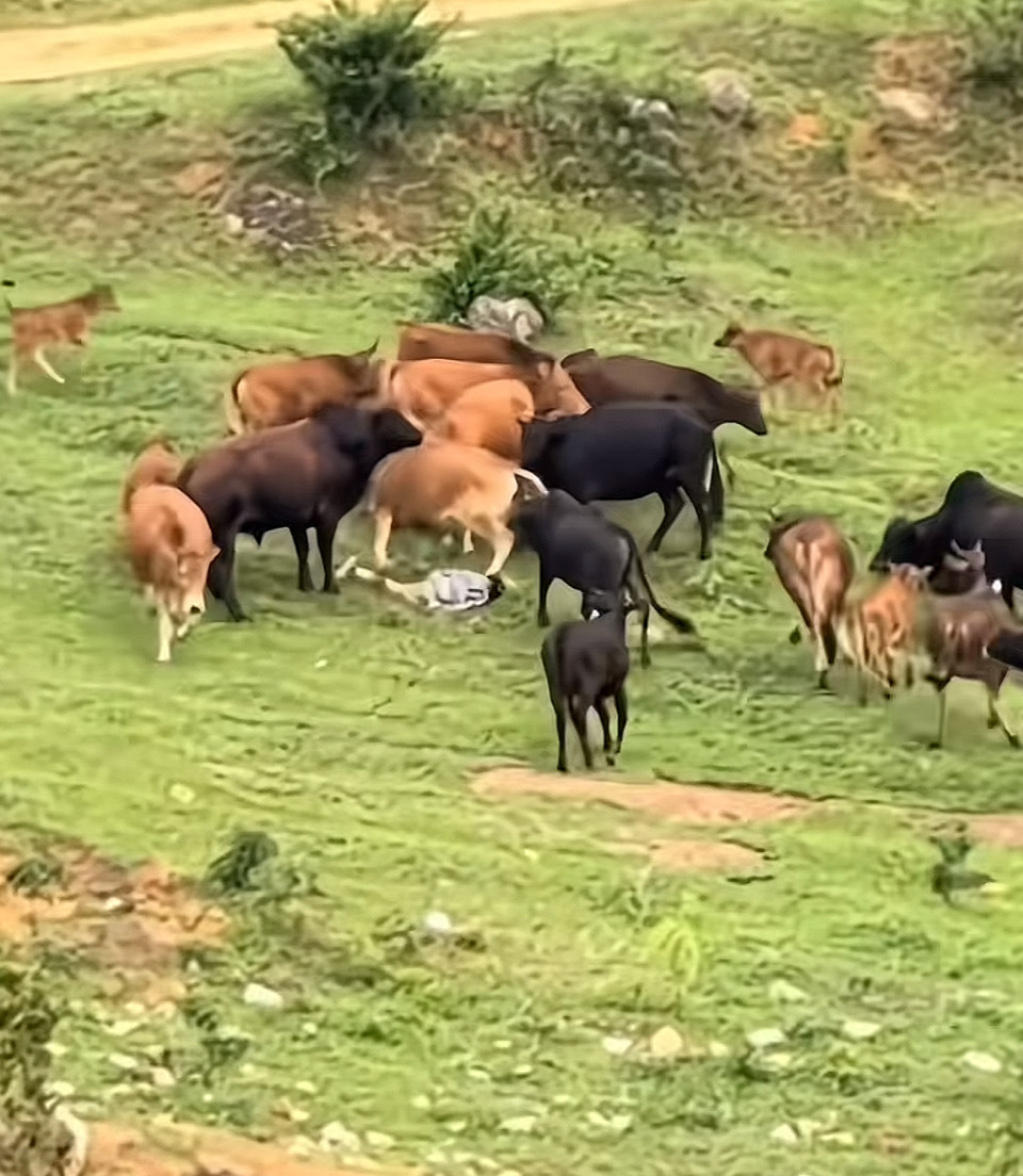 广西一孩童牛群中摔倒疑遭踩踏，有村民称小孩逗小牛引来母牛，当地：小孩仅受皮外伤
