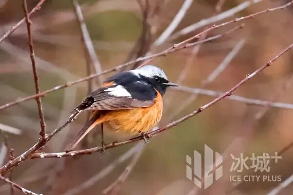 春日冰城藏惊喜！林间高颜值小鸟已“上线”，最佳观赏期别错过