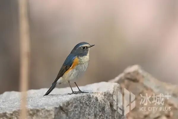 春日冰城藏惊喜！林间高颜值小鸟已“上线”，最佳观赏期别错过