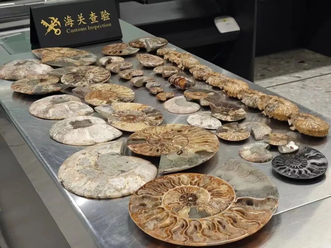 一名外籍出境旅客携带文物钱币680枚、古生物化石42件，被海关查获