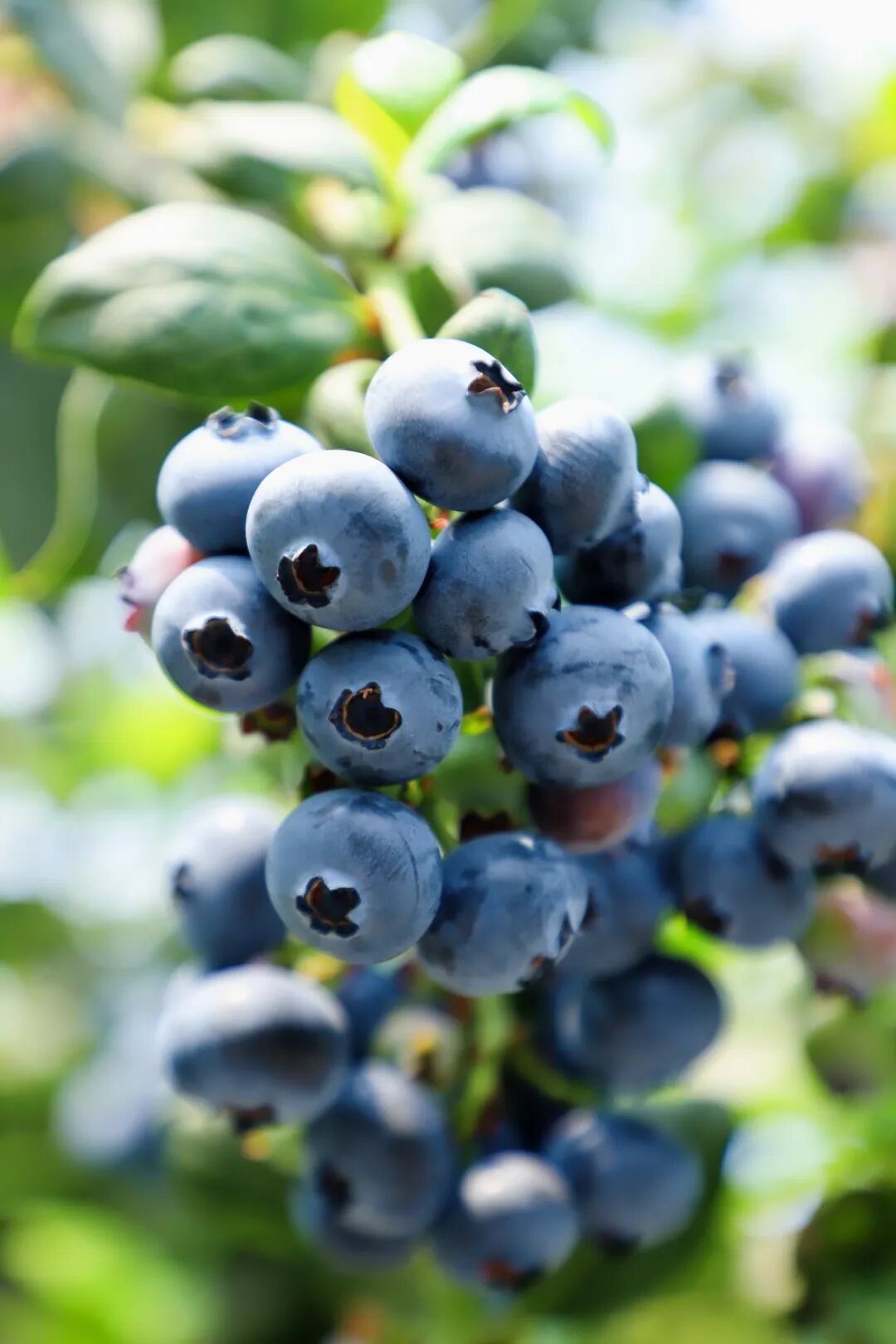 蓝莓价格大跳水 消费提示来了! 蓝莓价格大跳水 消费提示来了!