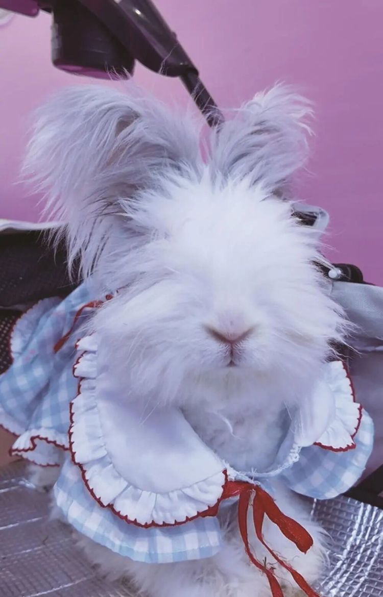 突然爆火!一大批年轻人开始养这类宠物!主打一个“低打扰、高治愈” 突然爆火!一大批年轻人开始养这类宠物!主打一个“低打扰、高治愈”