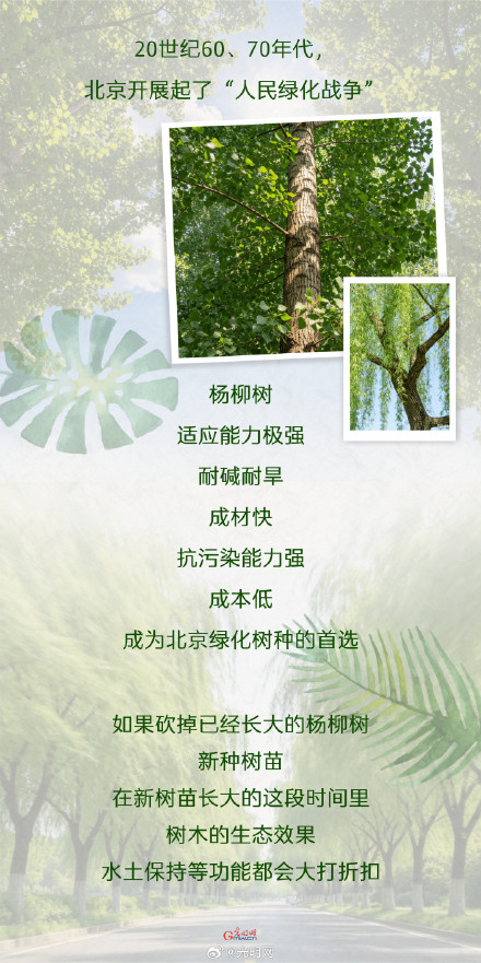 北京街头杨柳絮将持续约50天