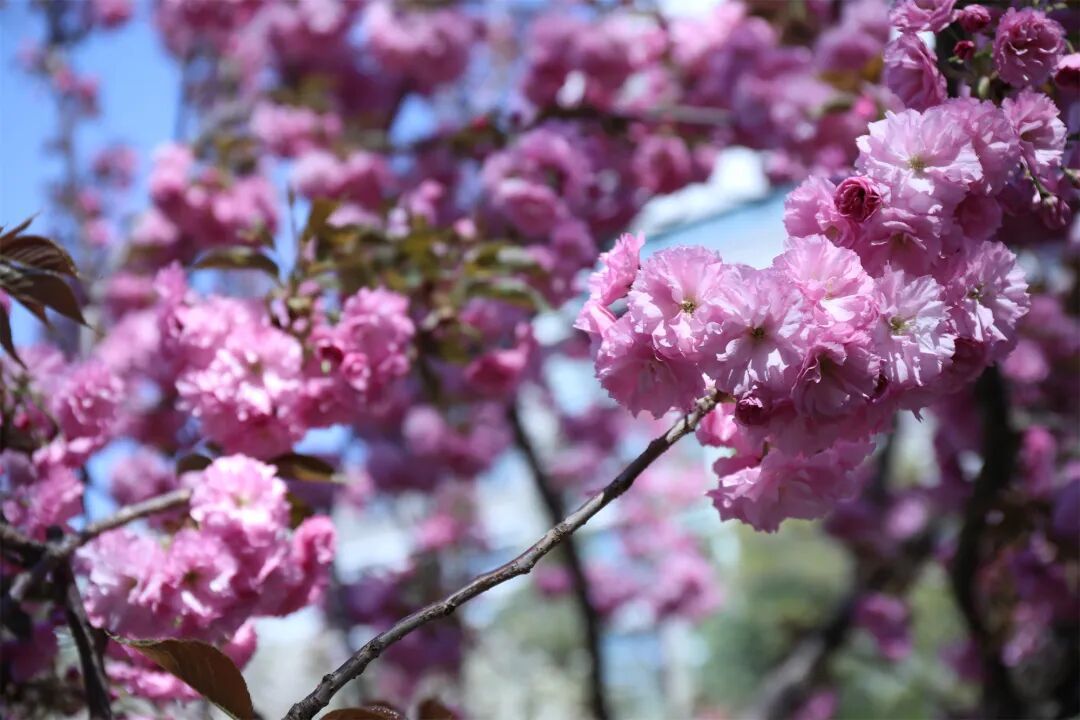 真·北京赏花“顶流”！这里的晚樱终于迎来最佳观赏期！预计持续时间——