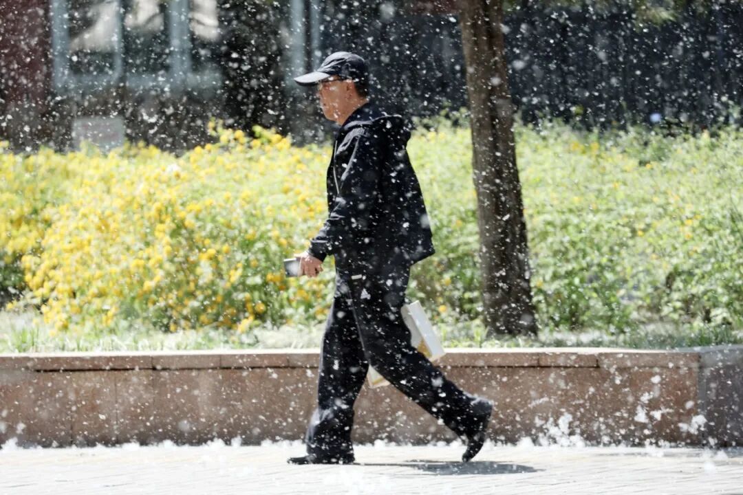 鼻痒、眼红、喷嚏不断，为啥不能把杨柳树都砍了？