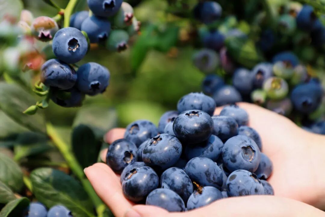 蓝莓价格大跳水 消费提示来了! 蓝莓价格大跳水 消费提示来了!