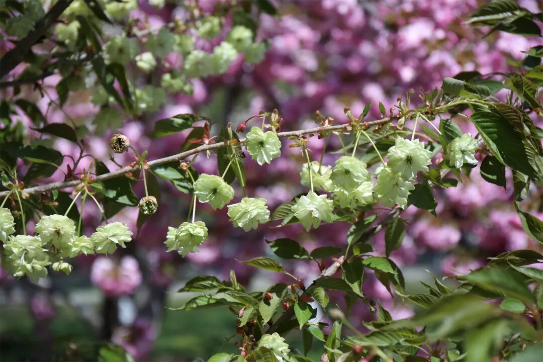 真·北京赏花“顶流”！这里的晚樱终于迎来最佳观赏期！预计持续时间——