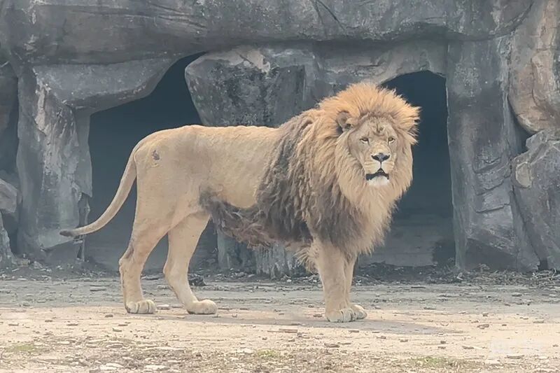 辽宁一动植物园狮子被饿成“纸片”？园方回应来了！