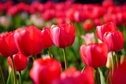 无水印壁纸！盛放郁金香织就大地花毯