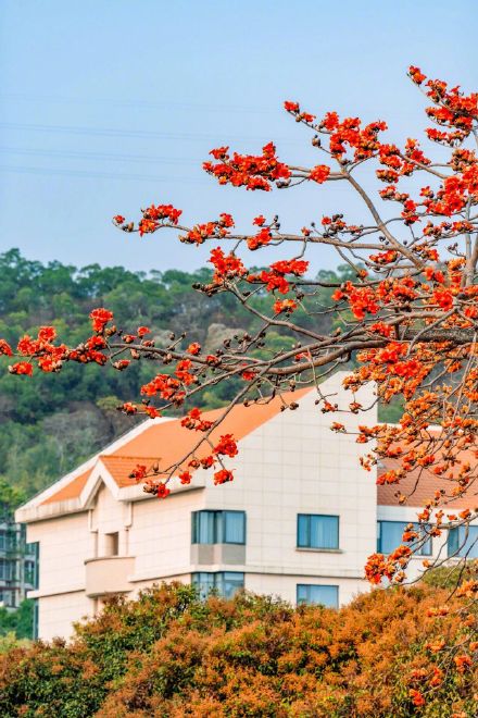 木棉一开 厦大更美了