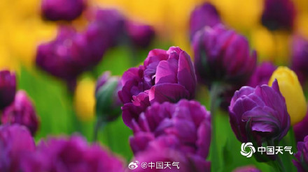 北京中山公园郁金香美成画了