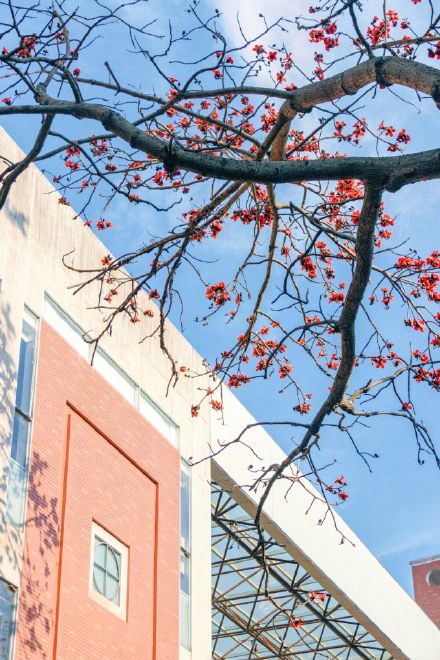 木棉一开 厦大更美了