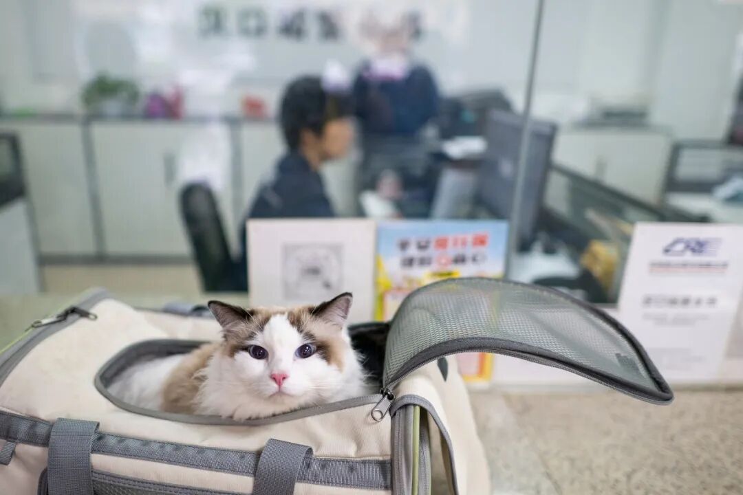 经济热点快评 | 从高铁宠物托运升级看服务业创新 经济热点快评 | 从高铁宠物托运升级看服务业创新