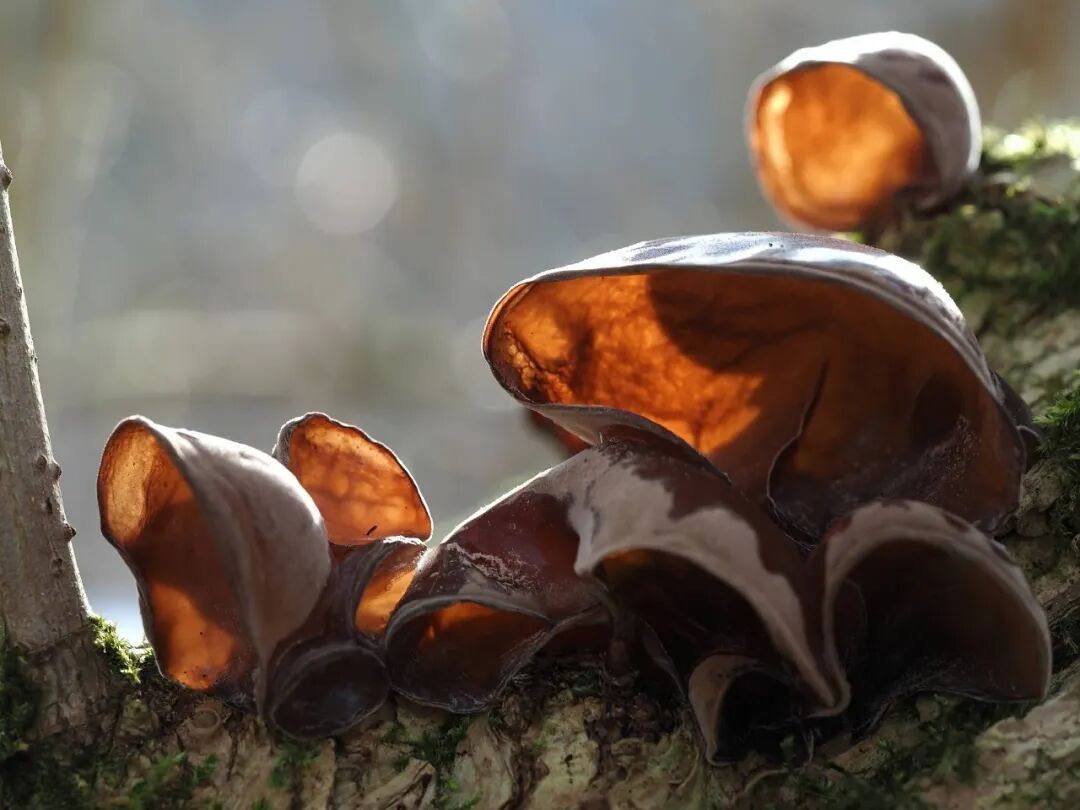 网传“某些蔬菜致癌”是谣言!这种菜才真的要少吃或不吃→ 网传“某些蔬菜致癌”是谣言!这种菜才真的要少吃或不吃→