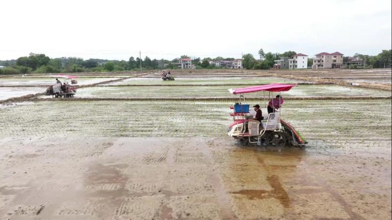 江西泰和：早稻陆续插秧 新模式助力春耕生产