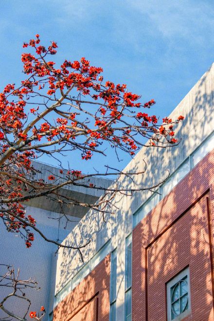 木棉一开 厦大更美了