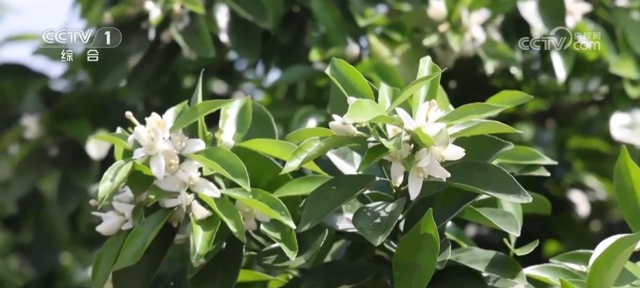 春和景明赏花经济持续火热 “观景+文化+体验”多元场景激发文旅消费新活力 春和景明赏花经济持续火热 “观景+文化+体验”多元场景激发文旅消费新活力