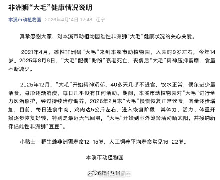 辽宁一动植物园狮子被饿成“纸片”?园方:其丧偶后食量不断减少,目前进入恢复阶段 辽宁一动植物园狮子被饿成“纸片”?园方:其丧偶后食量不断减少,目前进入恢复阶段