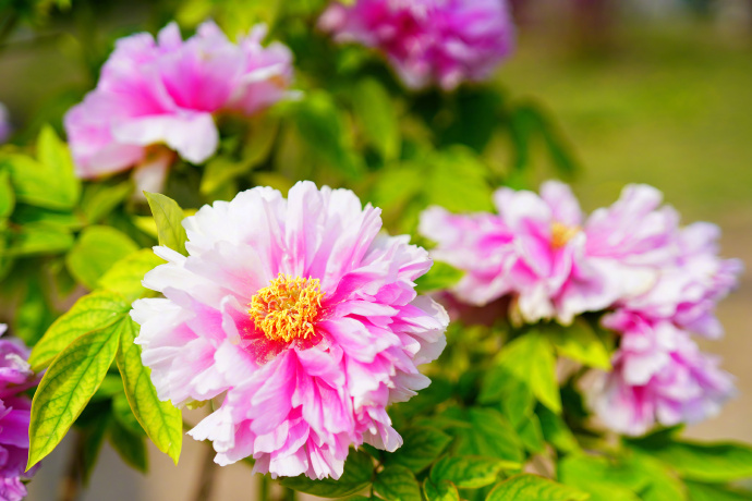 国色天香！北京景山公园牡丹绽放