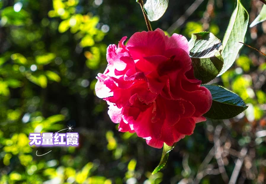 云南新添3个茶花新品种 云南新添3个茶花新品种